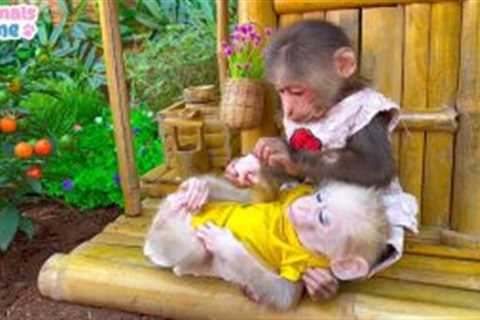 BiBi obedient takes care of baby monkey OBi