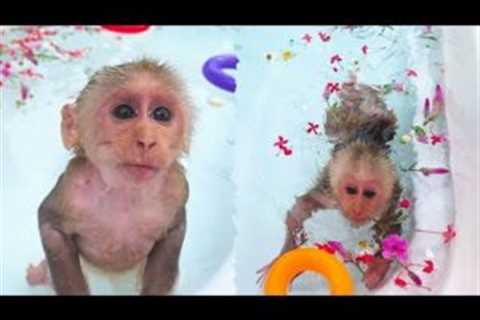 Tony monkey swimming in a beautiful perfume tub