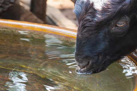 Purchasing Your First Goat Waterer - Critter Ridge