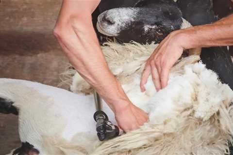 Best Shears for Sheep - Critter Ridge