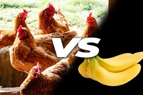 Can Chickens Eat Bananas? - Critter Ridge