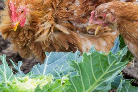 Can Chickens Eat Cabbage? - Critter Ridge