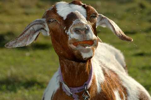 Can Goats Eat Apples? - Critter Ridge