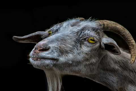 Goat Grooming 101 Goat Brush Guide - Critter Ridge