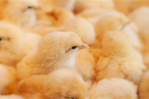 Our Buyers Guide For The Best Chicken Egg Incubator - Critter Ridge