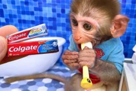 Monkey Baby Bon Bon brush his teeth in the toilet and eat yellow watermelon with puppy in the garden