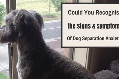 Home Remedies For Dog Separation Anxiety Signs