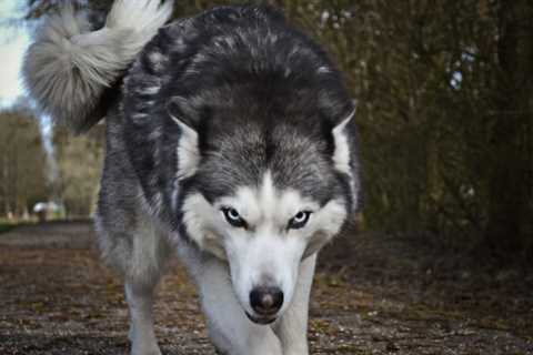 Siberian Husky- Awesome Friendly And Are Surprisingly Smart