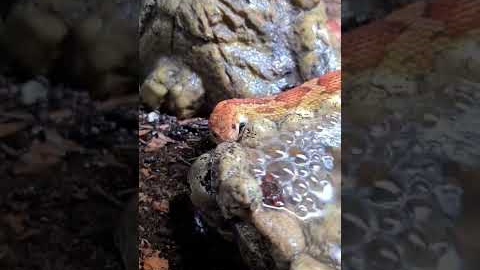 Have You Seen A Corn Snake Drink Before?  | JOHAN EXOTIC