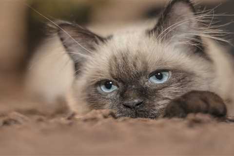 St Louis Traditional Siamese Kittens Blog – St Louis Traditional Siamese
