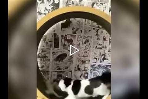 Cat teaches kitten