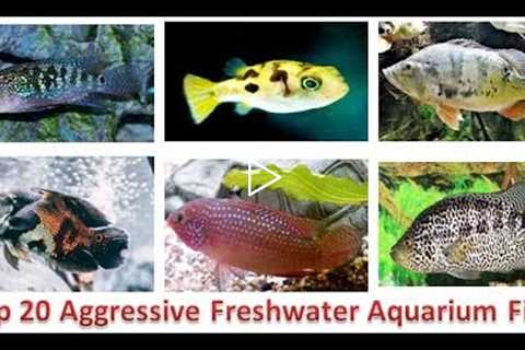 Top 20 Aggressive Freshwater Aquarium Fish