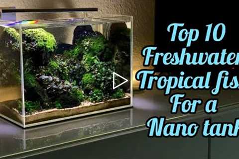 Top 10 nano fish for a freshwater tropical nano aquarium