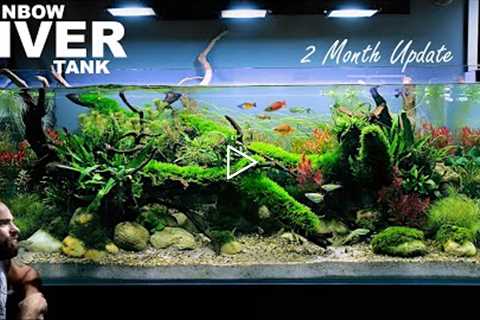 The Rainbowfish River Tank: 2 Month Update