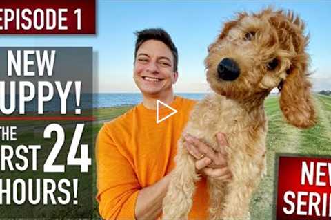 NEW PUPPY SURVIVAL GUIDE: The First 24 Hours! (NEW SERIES! EPISODE 1)