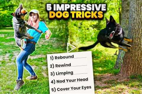 Five More Awesome Dog Tricks to Impress Your Friends!