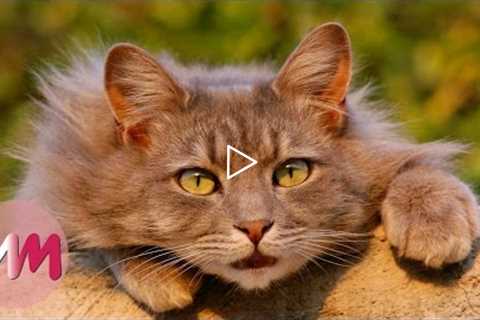Top 10 Funny Tricks to Teach Your Cat