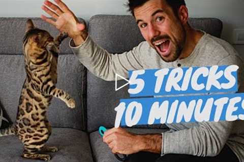 Learn 5 CAT TRICKS in 10 minutes - Easy & Cool Clicker Training Tricks