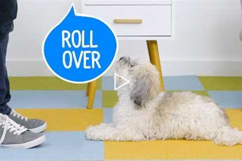 How to Teach Your Dog to Roll Over | Chewy
