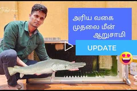 Cleaning oru monster fish fridge tank 🥵|alligator gar update 🔥|fishing|catfish|shark|tamil ❤️