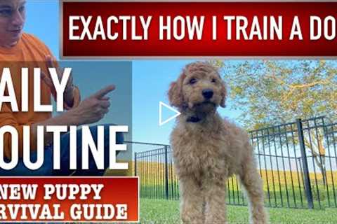 This is EXACTLY How I Train a Dog! Daily Puppy Training Routine! NEW PUPPY SURVIVAL GUIDE  (Ep 13)