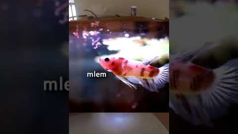 My MOST PAINFUL Fish Death