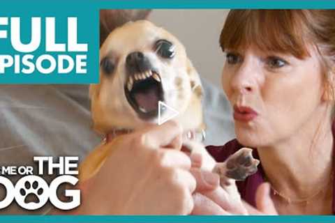 Anxious Chihuahua Barks At Her Own Reflection | Full Episode | It's Me or the Dog