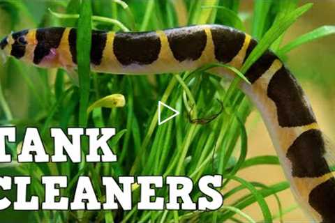 10 Best Fish Tank Cleaners!