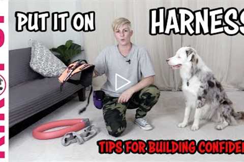 Put on your HARNESS - Service Dog Training