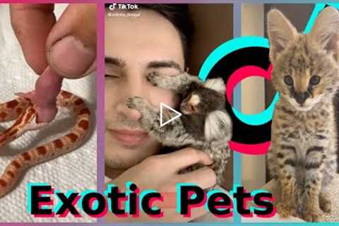 Exotic Pets TikTok Compilation (Part 1)