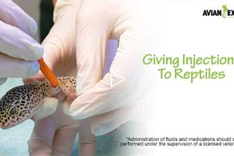 Giving Injections to Reptiles