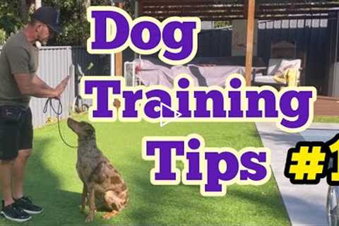 Dog training tips - part 1 #dogtraining #dog