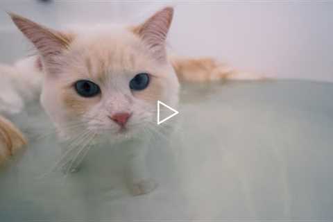 How to Get your Cat Used to Water (4 Step Tutorial) | The Cat Butler