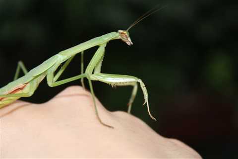 Can You Hold a Praying Mantis?