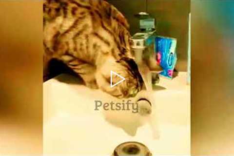 Funny Cats Videos # 01 #catslover #funnycatmoments
