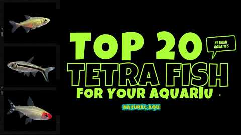 TOP 20 TETRA FISH - DIFFERENT TYPES OF TETRA FOR YOUR AQUARIUM | BEST FISH FOR YOUR NANO FISH TANK
