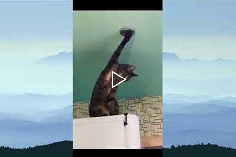 Funny animals - Funny cats / dogs - Funny animal videos / Best videos