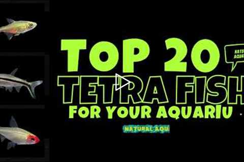 TOP 20 TETRA FISH - DIFFERENT TYPES OF TETRA FOR YOUR AQUARIUM | BEST FISH FOR YOUR NANO FISH TANK