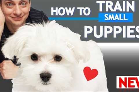 How To Train Small Puppies!