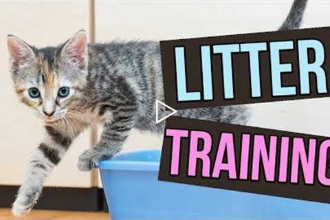 How to Litter Train Baby Kittens