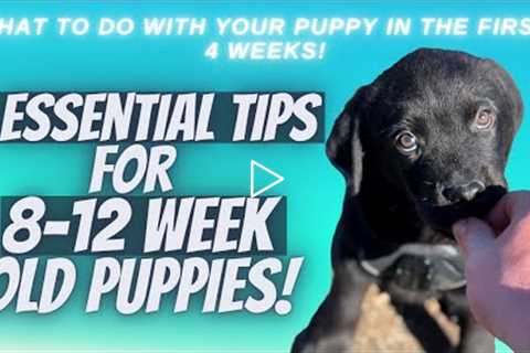 5 Essential Tips For 8-12 Week Old Puppies