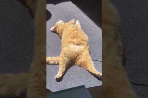 Look at my Ginger Cat 🐈 #gingercat #sofunny #funnycatvideo #cats #adorable #shorts
