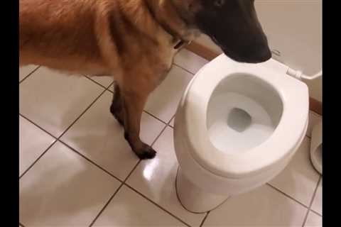 Causes and Treatments For Dogs Peeing on the Floor