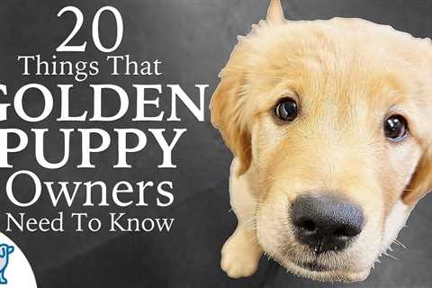 Puppy Training Tips - How to Get Your Puppy Used to Being Touched