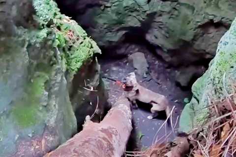 Man Hurries To Pull Dog Out Of Cave Before Storm Hits But Fails