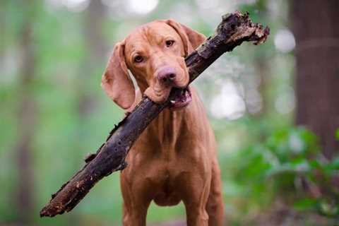 What Is A Vizsla? – The Perfect Pup For Active Peeps