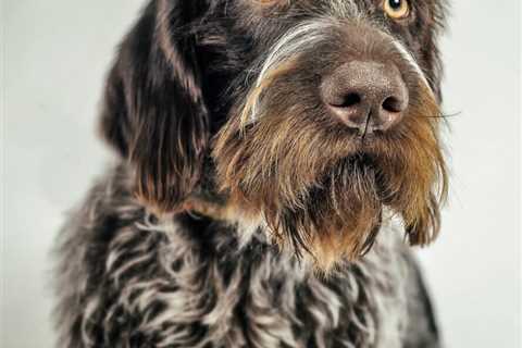 Basic Obedience Training for a Wirehaired Pointing Griffon