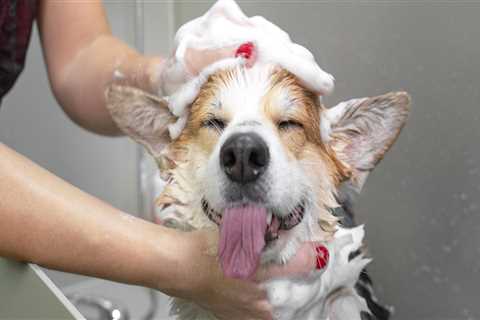 Pet Care: Grooming Your Pet for a Healthy and Clean Life