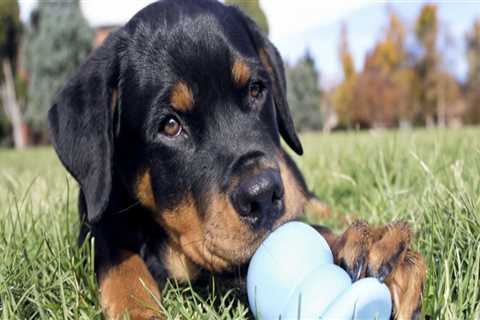 The Best Toys for Pet Care