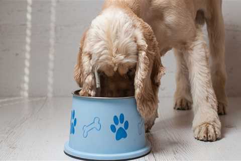 The Ultimate Guide to Pet Care: Feeding Your Pet